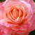 Rose - Rosiers hybrides de thé - Silver Jubilee